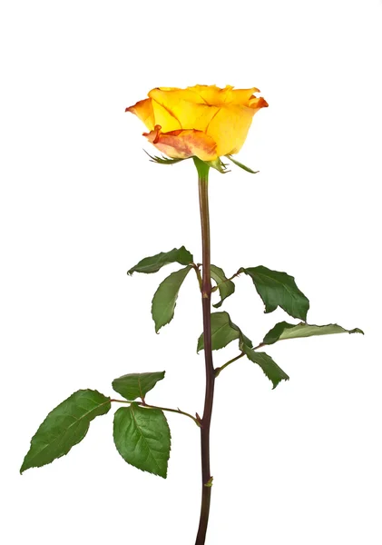 Rosa naranja aislada sobre fondo blanco — Foto de Stock