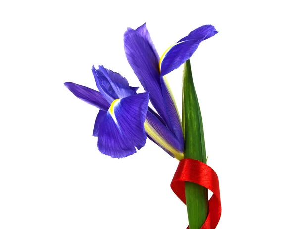 Blå iris och rött band isolerad på vit bakgrund — Stockfoto