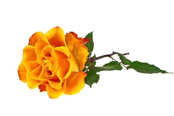 Oranje rose geïsoleerd op een witte achtergrond — Stockfoto