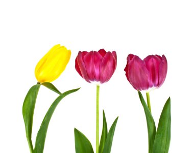 Beyaz arkaplanda izole lale çiçekleri