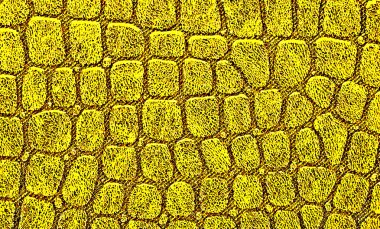 Timsah derisi doku arkaplanı