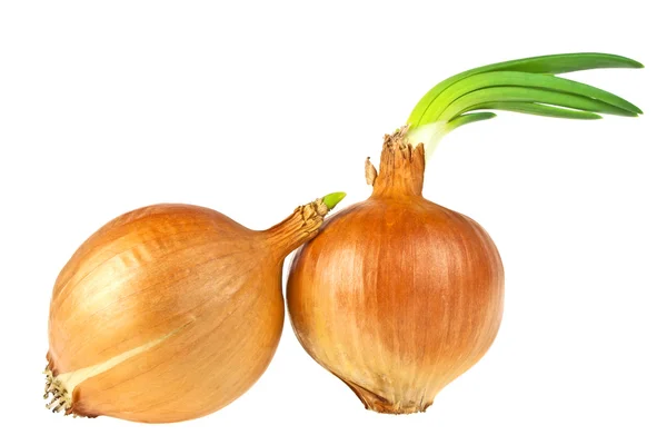 Ampoule aux oignons avec verdure en croissance isolée sur fond blanc — Photo