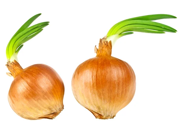 Ampoule aux oignons avec verdure en croissance isolée sur fond blanc — Photo