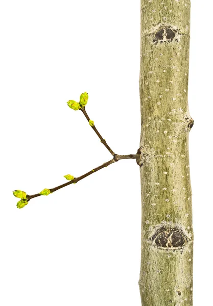 Close up de galho de árvore jovem em um fundo branco — Fotografia de Stock