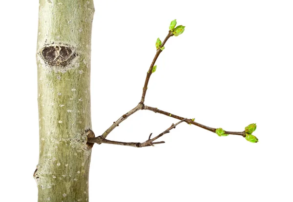 Közelkép a fiatal fa ág, egy fehér háttér — Stock Fotó