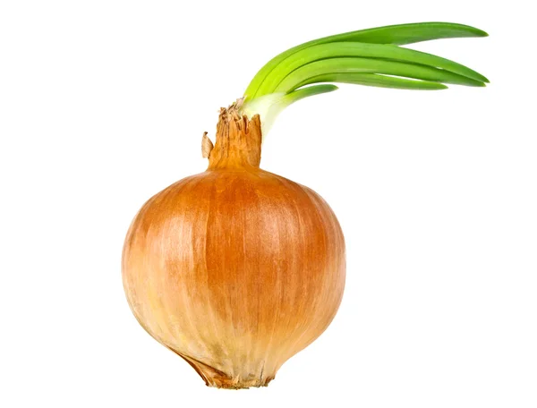 Onion bulb with growing greens isolated on white background Royalty Free Stock Photos