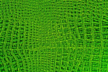 Soyut timsah deri doku arka plan