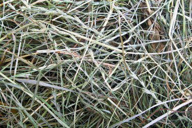 kuru saman portre resim doğal arka plan olarak