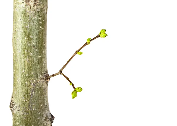 Close up van een jonge boomtak op een witte achtergrond — Stockfoto