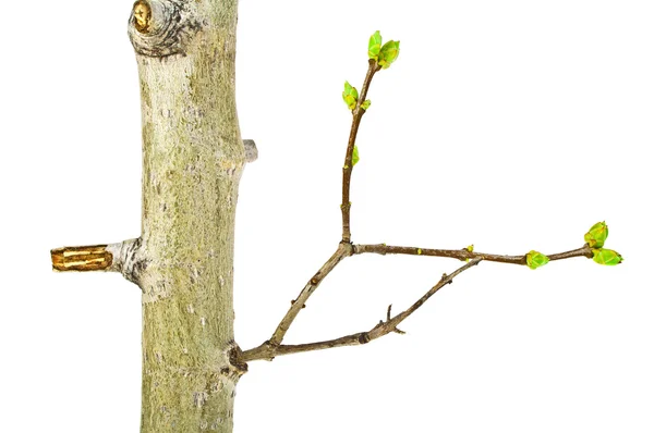 Close up of young tree branch on a white background — Stock Photo, Image