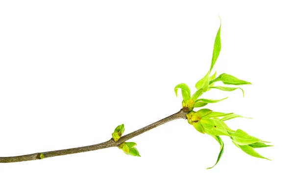 Close up of young tree branch on a white background — Stock Photo, Image