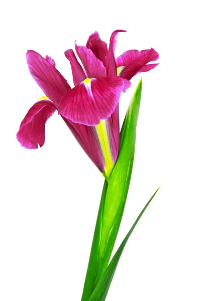 Röd iris blomma isolerad på vit bakgrund — Stockfoto