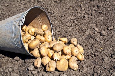 Toprak ve kova patates. Hasat zamanı, patates dikim. Se