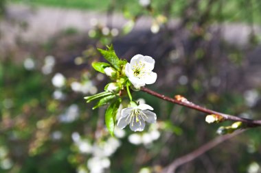 Genç yeşil yaprakları ile kiraz ağacının dalları, beyaz f