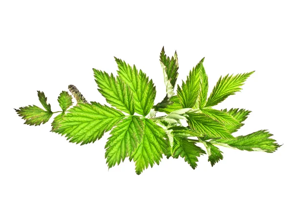 Leaves of raspberry on white background — Stock Photo, Image