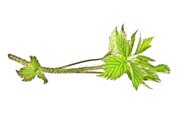 Raspberry leaves, isolated on a white background — Stock Photo, Image