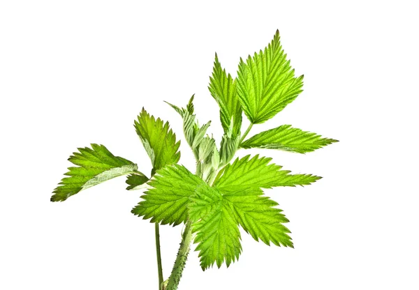 Malinové listí, izolovaných na bílém pozadí — Stock fotografie