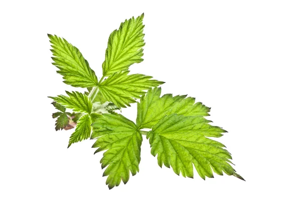 Leaves of raspberry on white background — Stock Photo, Image