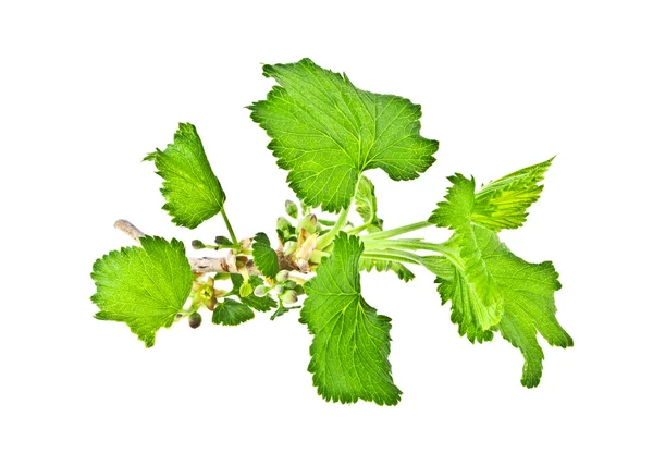 Currant leaves isolated on white background — Stock Photo, Image