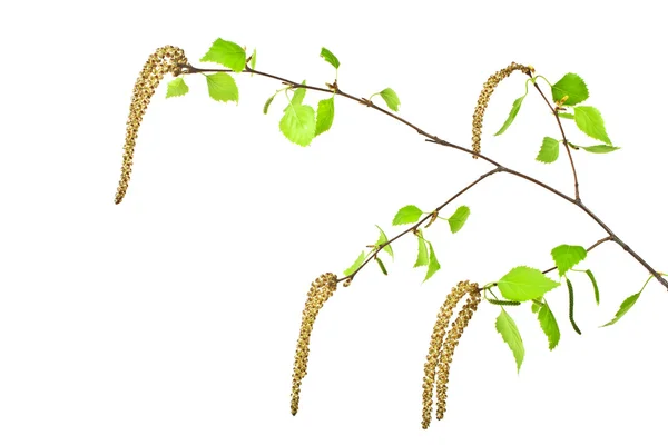 Jaro, mladé březové větve na bílém pozadí — Stock fotografie