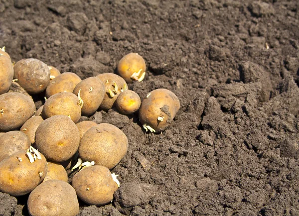 Bodem en aardappelen. Oogsttijd, planten van aardappelen. Seizoensgebonden baan — Stockfoto