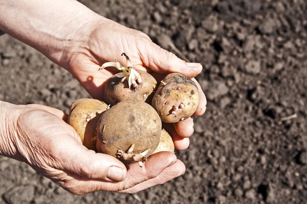 Batatas deitadas nas mãos de uma mulher no fundo do chão, clo — Fotografia de Stock