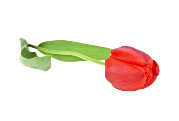Czerwony tulipan z liści na białym tle. Tulipan kolorowe, tuli — Zdjęcie stockowe