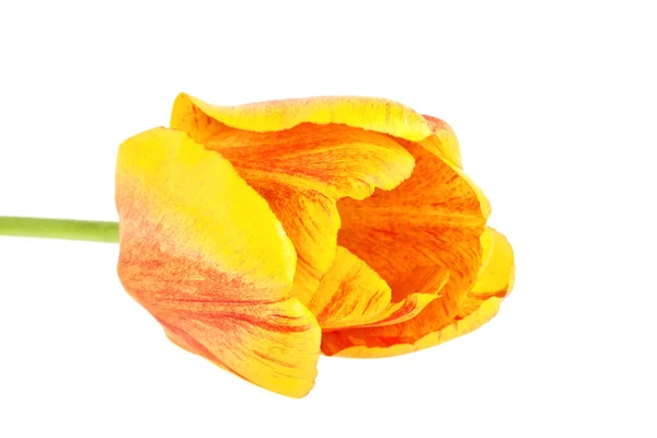 Orange tulip yaprakları üzerinde beyaz bir arka plan ile. Renkli lale, t — Stok fotoğraf