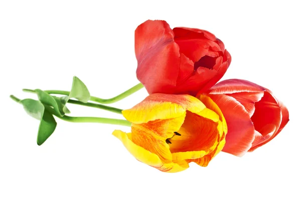 Kolorowe tulipan z liści na białym tle. Tulipan kolorowe, — Zdjęcie stockowe