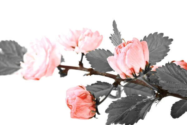 A branch of pink rose bush isolated on white background, black a — Stock Photo, Image