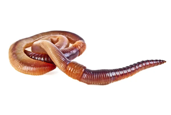 Earth worm isolated on white background — Stock Photo, Image