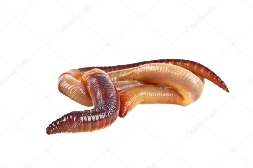 Earth worms isolated on white background