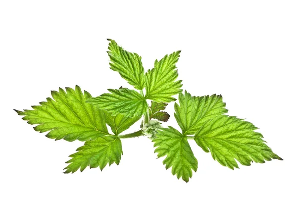 Feuilles de framboise isolées sur fond blanc — Photo