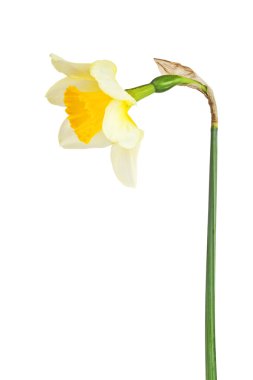 Beyaz arkaplanda yalıtılmış narsist çiçek