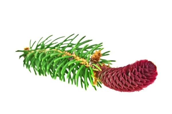 Fir tree branch isolated on white background — Stock Photo, Image