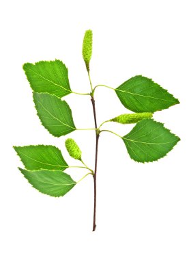 Beyaz bir arka plan üzerinde Bahar, genç huş ağacı dalı