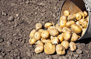 Toprak ve kova patates. Hasat zamanı, patates dikim. Se