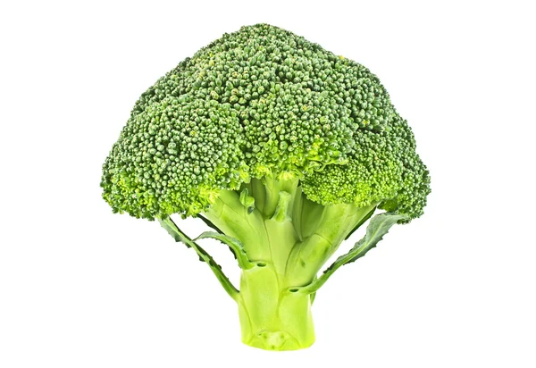Fresh broccoli isolated on white background — Stock Photo, Image