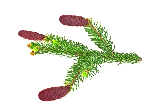 Fir tree branch with red cones isolated on white background — Stock Photo, Image