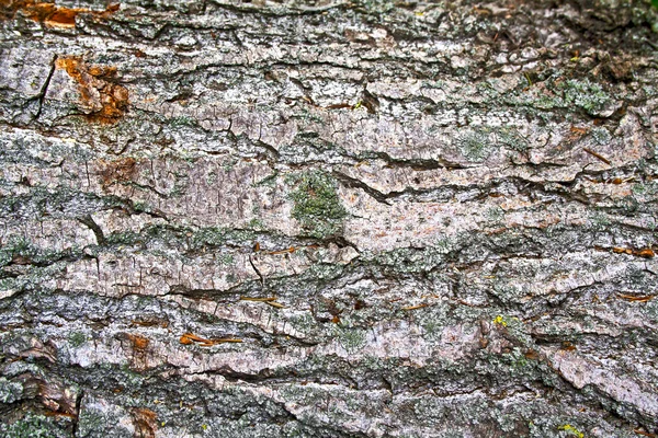 Textura de fondo de corteza de árbol. Piel la corteza de un árbol que tr —  Fotos de Stock