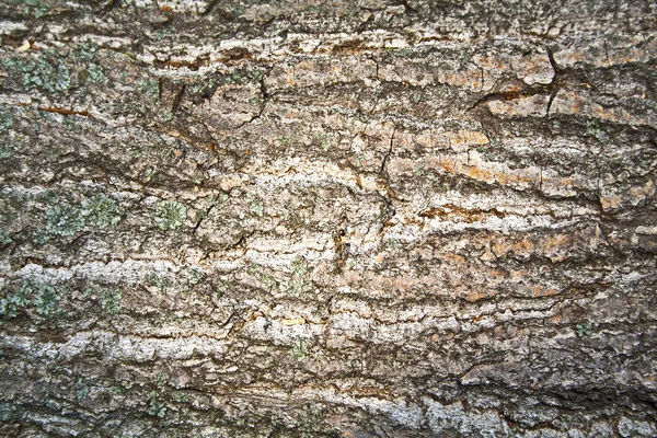 Textura de fundo da casca da árvore. Pele a casca de uma árvore que tr — Fotografia de Stock