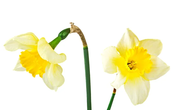 Λουλούδι νάρκισσος απομονωμένο σε λευκό φόντο — Φωτογραφία Αρχείου