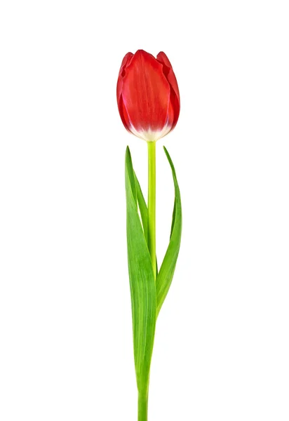 Fleur de tulipe isolée sur fond blanc — Photo