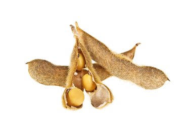 Beyaz arka plan üzerinde izole soya bakla. Soya - protein bitki 