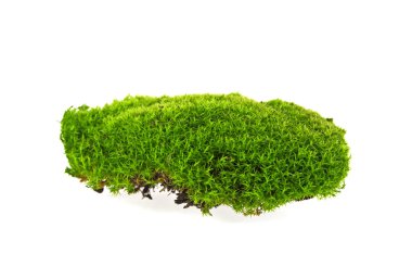 beyaz zemin üzerine yeşil yosun