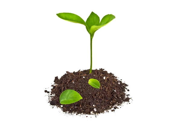 Jonge plant met humus geïsoleerd op witte achtergrond — Stockfoto