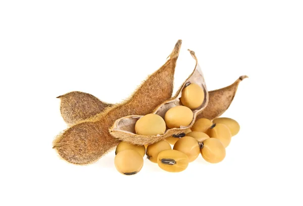Beyaz arka plan üzerinde izole soya bakla. Soya - protein bitki 