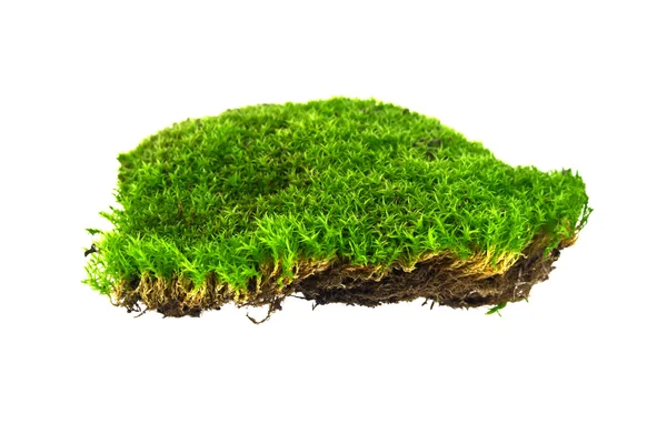 Green moss on white background — Stock Photo, Image