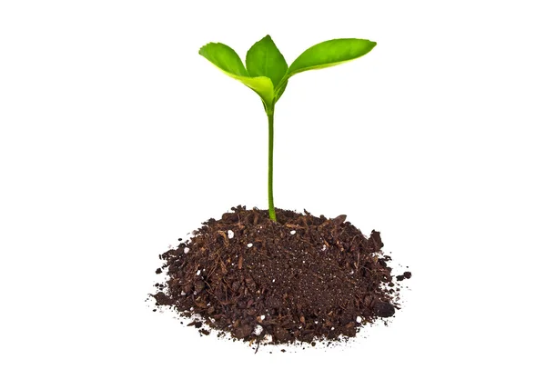 Planta joven con humus aislado sobre fondo blanco Fotos de stock