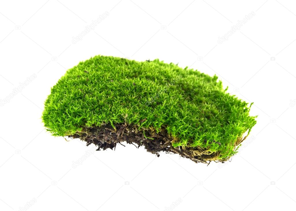 Green moss on white background